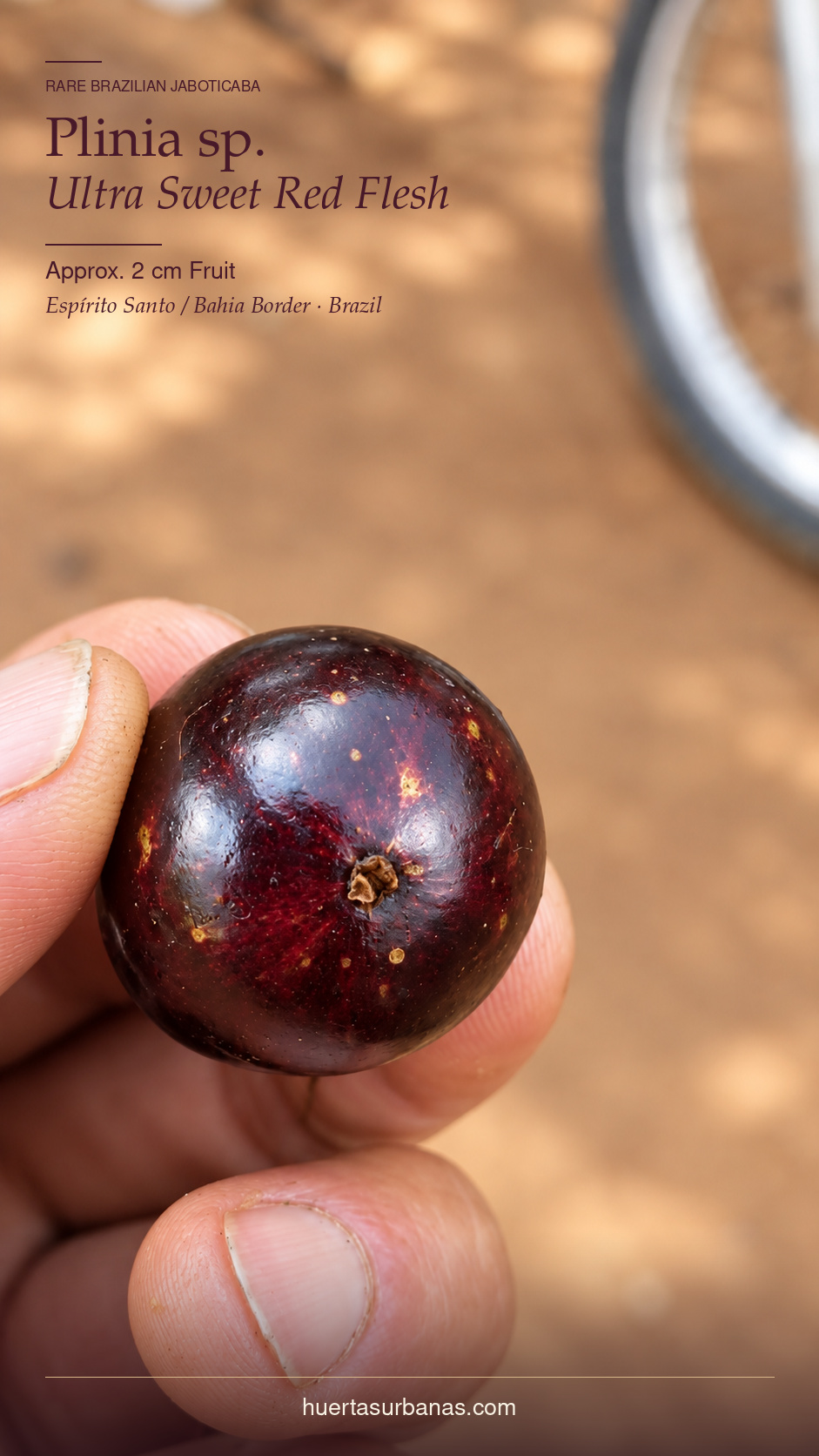 Plinia sp. “Ultra Sweet Red Flesh” — Completely Red Pulp, Extremely Sweet Skin & Flesh (November Pre-Sale) - Image 4