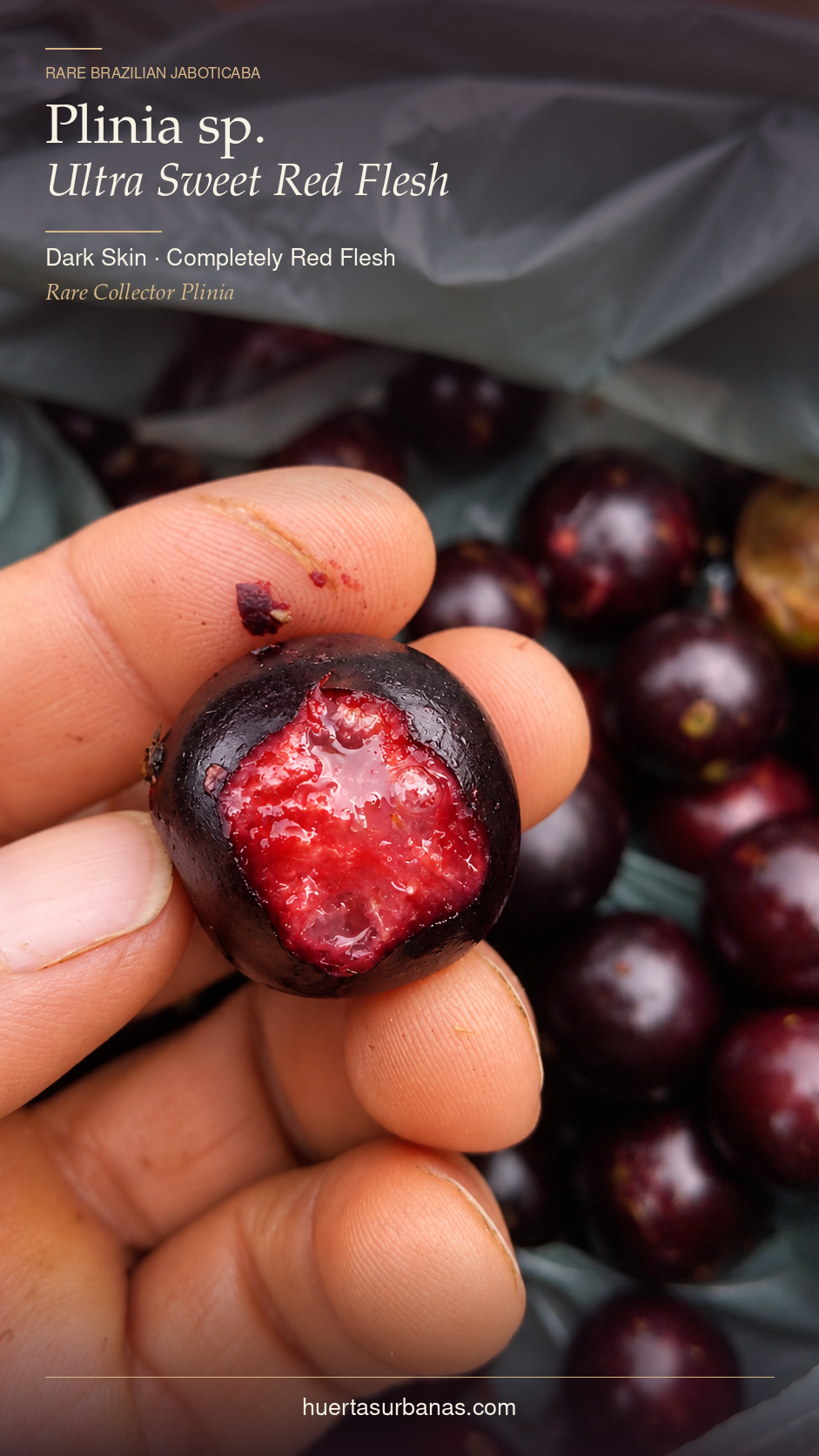 Collector fruit photograph showing dark skin and red flesh