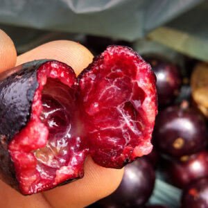 Plinia sp. “Ultra Sweet Red Flesh” — Completely Red Pulp, Extremely Sweet Skin & Flesh (November Pre-Sale)