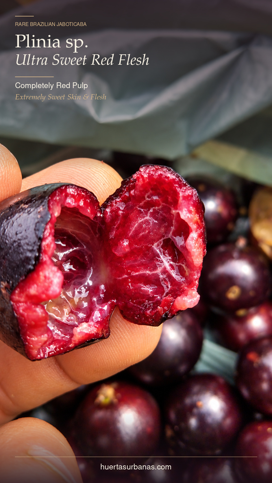 Opened Plinia sp. Ultra Sweet Red Flesh fruit showing red pulp