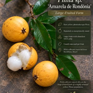Plinia sp. “Amarela de Rondônia” — Large-Fruited Form | Rare Sweet Yellow Jaboticaba (August Pre-Sale)
