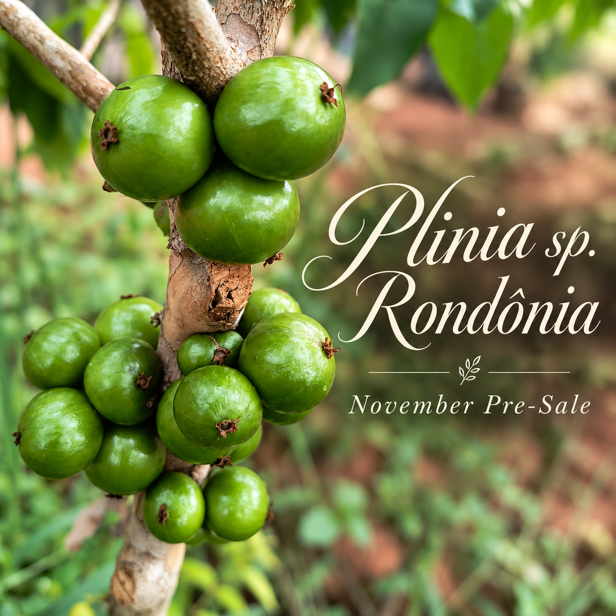 Plinia sp. “Rondônia” — photo 6