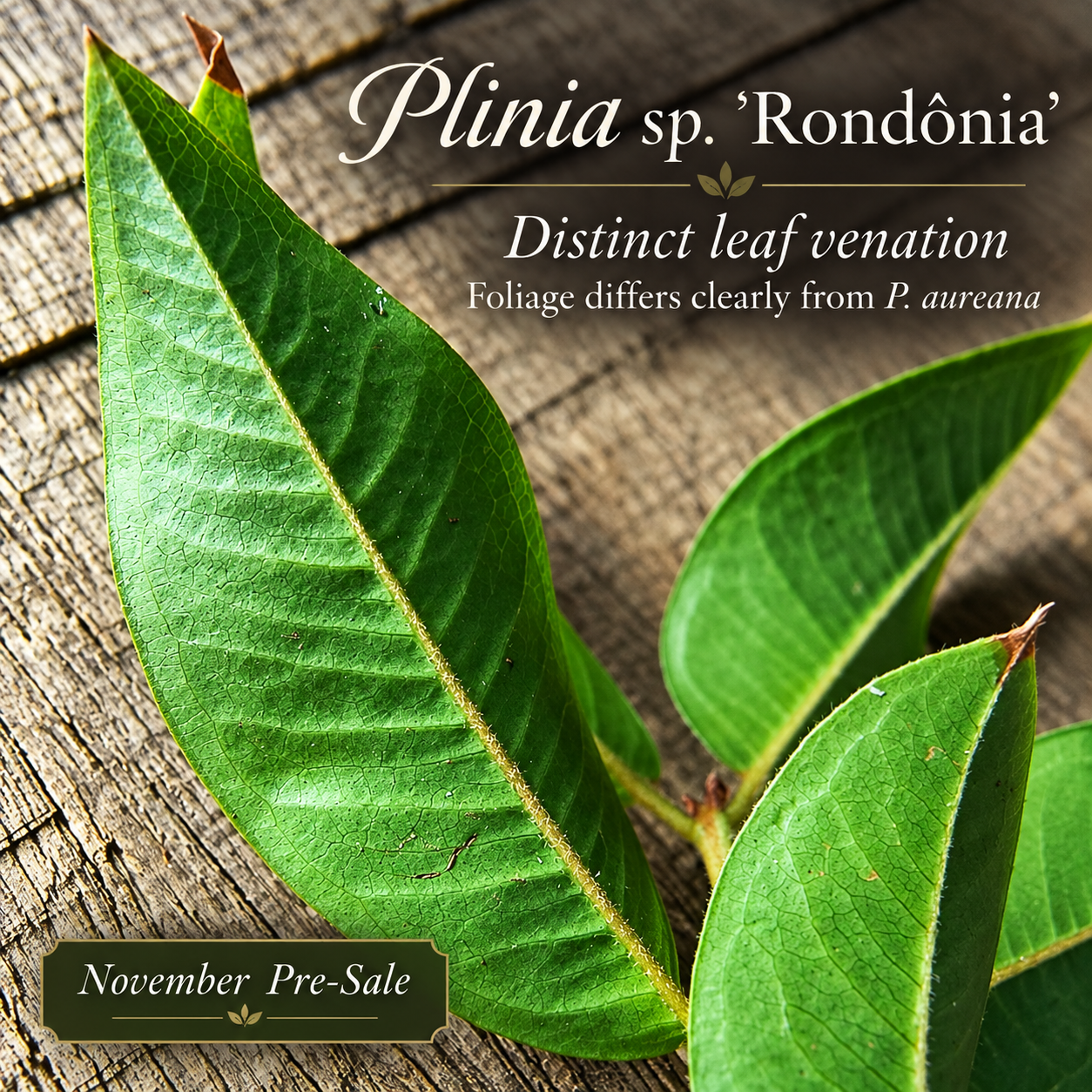 Plinia sp. “Rondônia” — photo 3