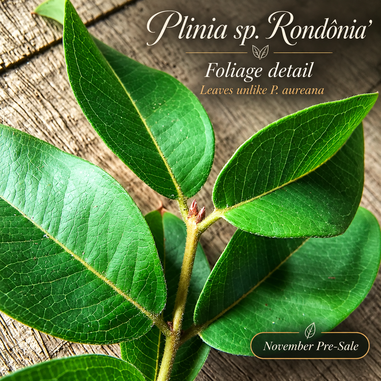 Plinia sp. “Rondônia” — photo 4