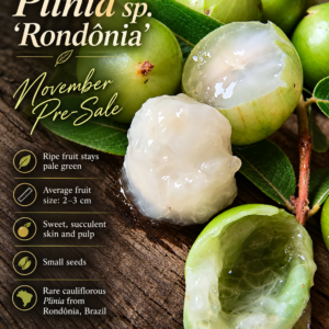 Plinia sp. “Rondônia” — Sweet Pale-Green Cauliflorous Plinia, Small Seeds (November Pre-Sale)