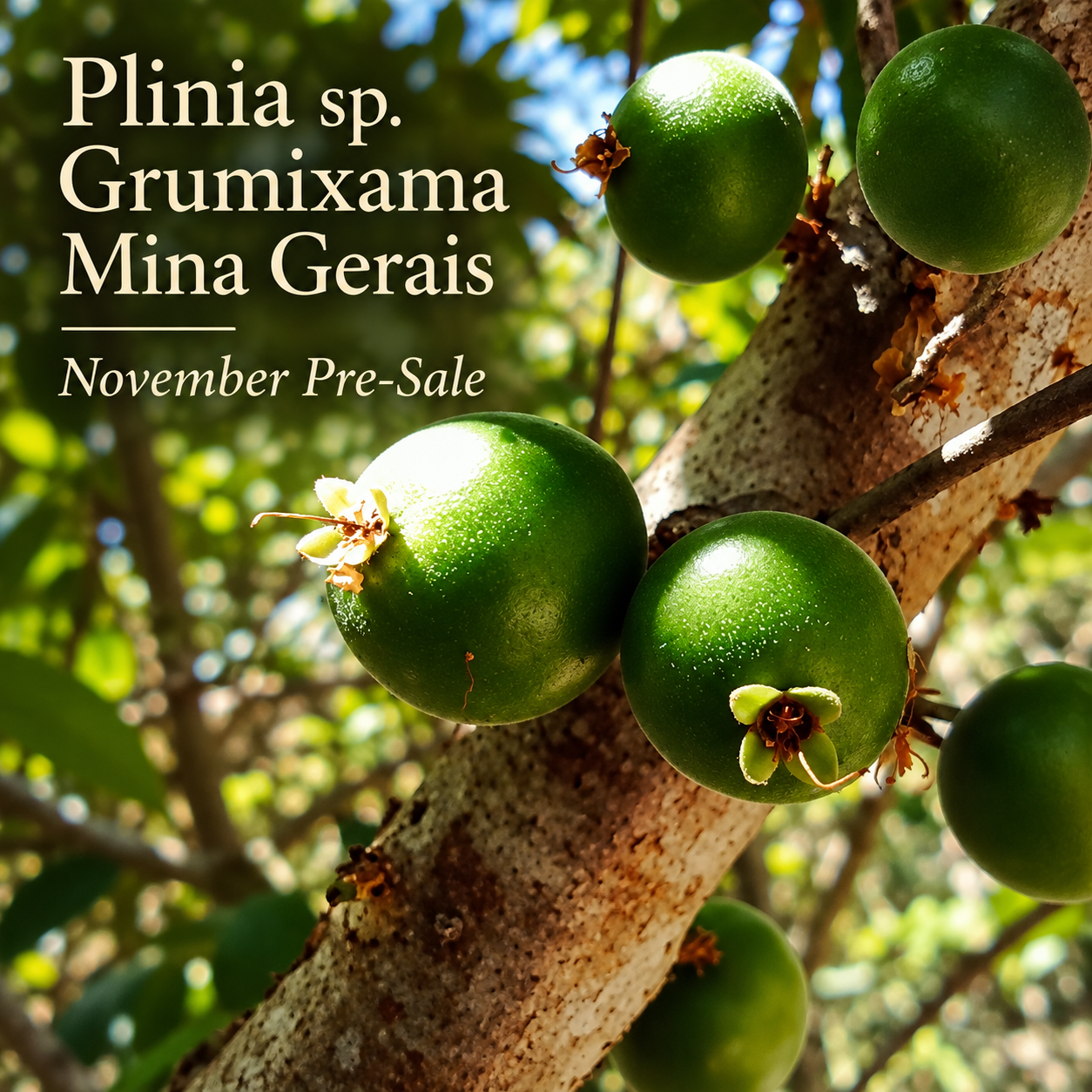 Plinia sp. “Grumixama” — photo 2