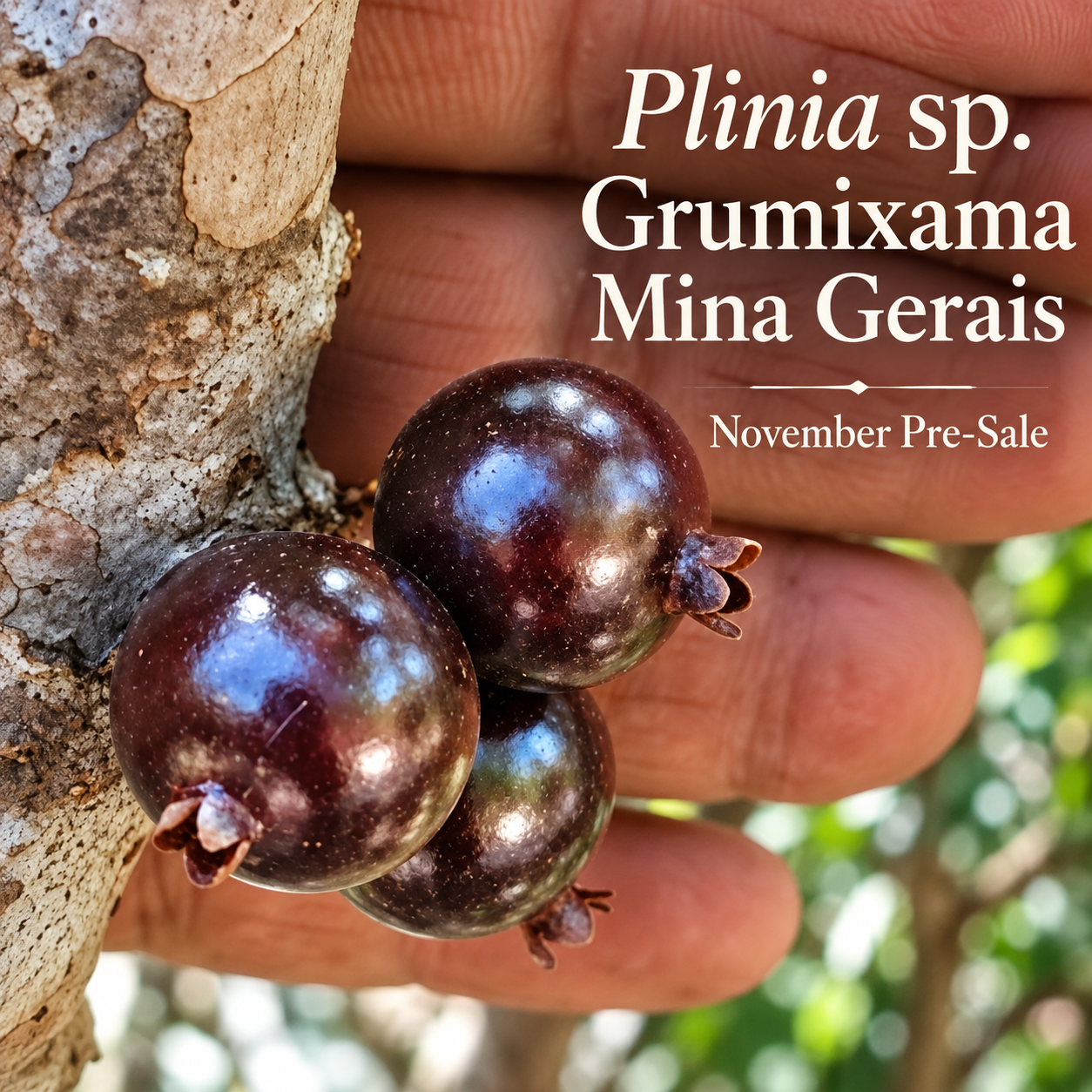 Plinia sp. “Grumixama” — Compact Ultra-Sweet Brown-Fruited Plinia from Minas Gerais (November Pre-Sale)