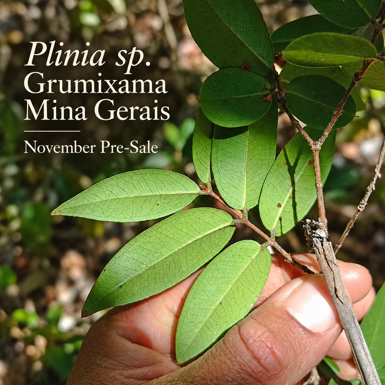 Plinia sp. “Grumixama” — photo 3