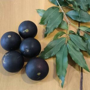 Plinia sp. “Vaca Brava Pentamera” — Giant 4–5 cm Ultra-Sweet Goiás Jaboticaba (November Pre-Sale)