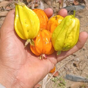 Eugenia sp. “Minas Honey Pear” — Extra-Sweet Pyriform 6 cm Eugenia from Minas Gerais (November Pre-Sale)