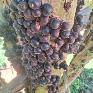 Plinia cf. spiritosantensis — Exceptionally Sweet, Heavy-Fruiting & Precocious Jaboticaba (November Pre-Sale)