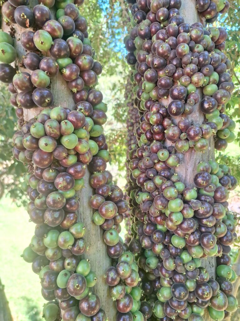 Plinia cf. spiritosantensis — fruit appearance and botanical documentation