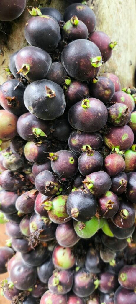 Plinia cf. spiritosantensis — additional source tree photograph from Espírito Santo