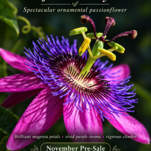 Passiflora amethystina — Spectacular Violet-Magenta Passionflower (November Pre-Sale) 10 Seeds Pack
