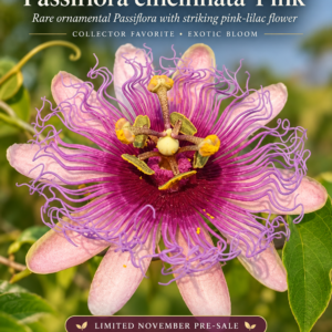 Passiflora cincinnata ‘Pink’ — Rare Pink-Lilac Passionflower Selection (November Pre-Sale) 10 Seeds Pack