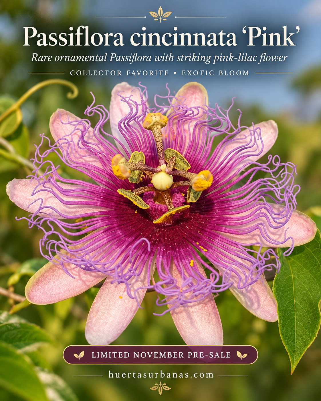 Passiflora cincinnata ‘Pink’ — Rare Pink-Lilac Passionflower Selection (November Pre-Sale) 10 Seeds Pack