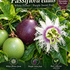 Passiflora edulis — White Flower / Purple Sweet Fruit Selection (November Pre-Sale) 10 Seeds Pack