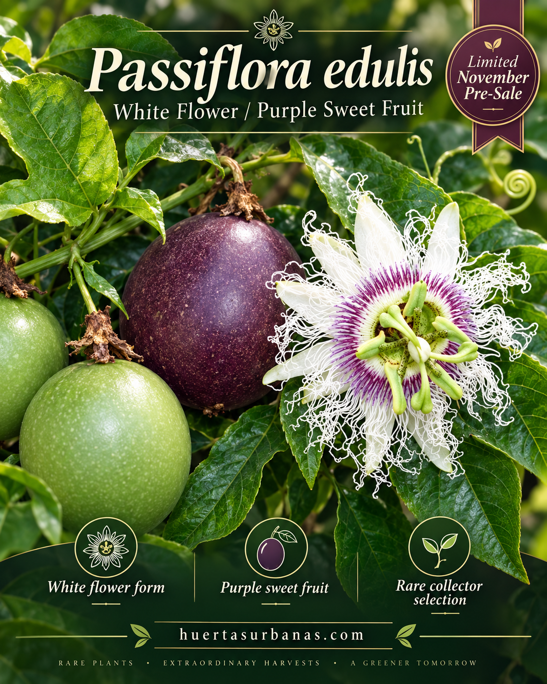Passiflora edulis — White Flower / Purple Sweet Fruit Selection (November Pre-Sale) 10 Seeds Pack