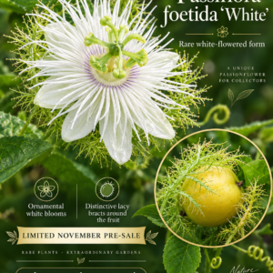 Passiflora foetida ‘White’ — Rare White-Flowered Passionflower with Lacy Bracts (November Pre-Sale) 10 Seeds Pack