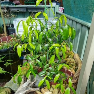 Pacuri and Guabijú in Melbourne: Paul’s Grower Success Story