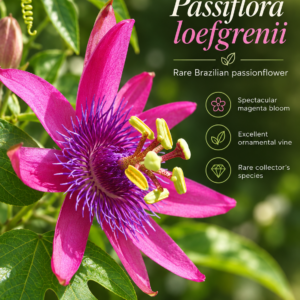 Passiflora loefgrenii — Rare Brazilian Magenta Passionflower (November Pre-Sale) 10 Seeds Pack