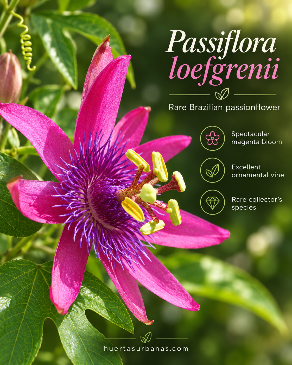 Passiflora loefgrenii — Rare Brazilian Magenta Passionflower (November Pre-Sale) 10 Seeds Pack