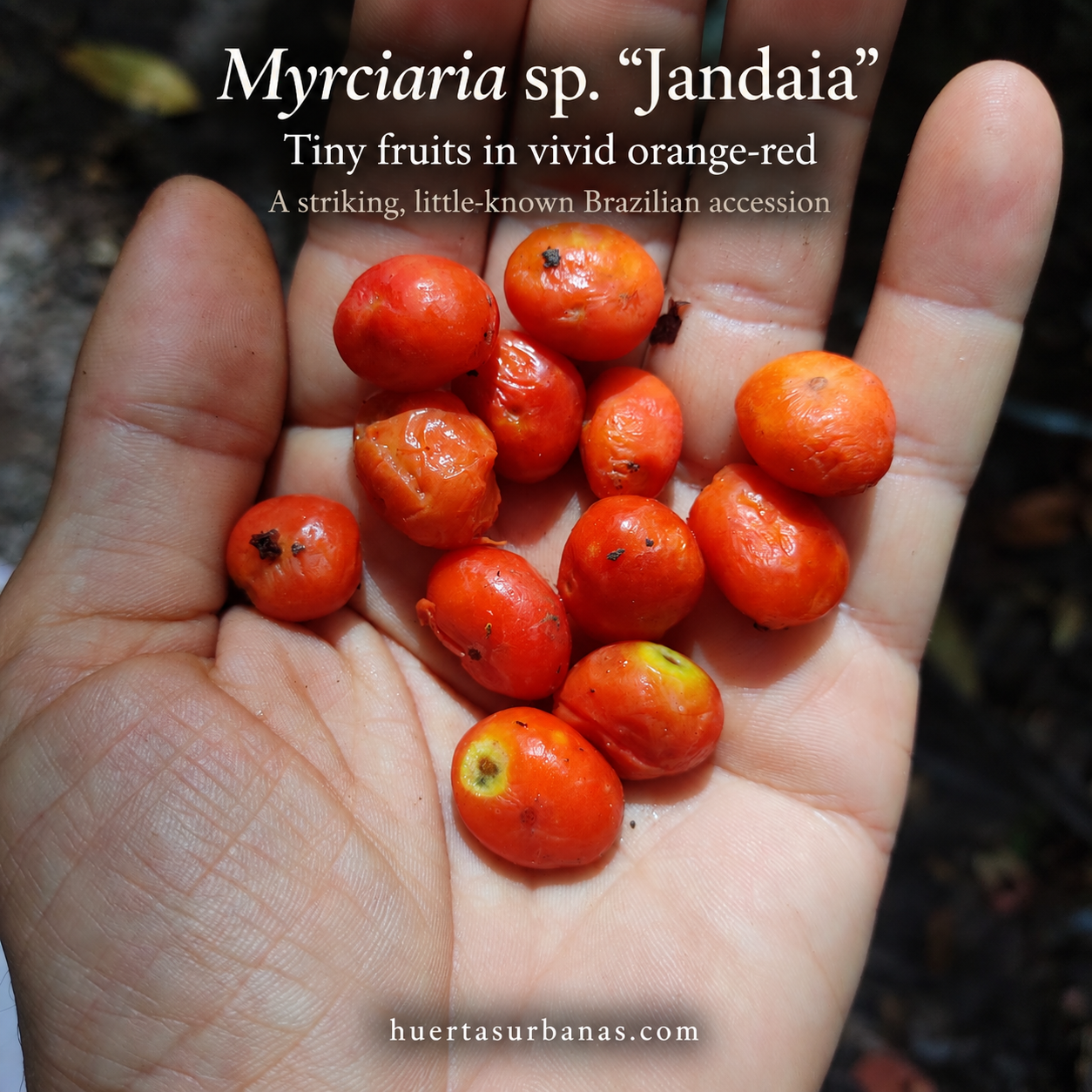 Collector photograph 1 of Myrciaria sp. “Jandaia”