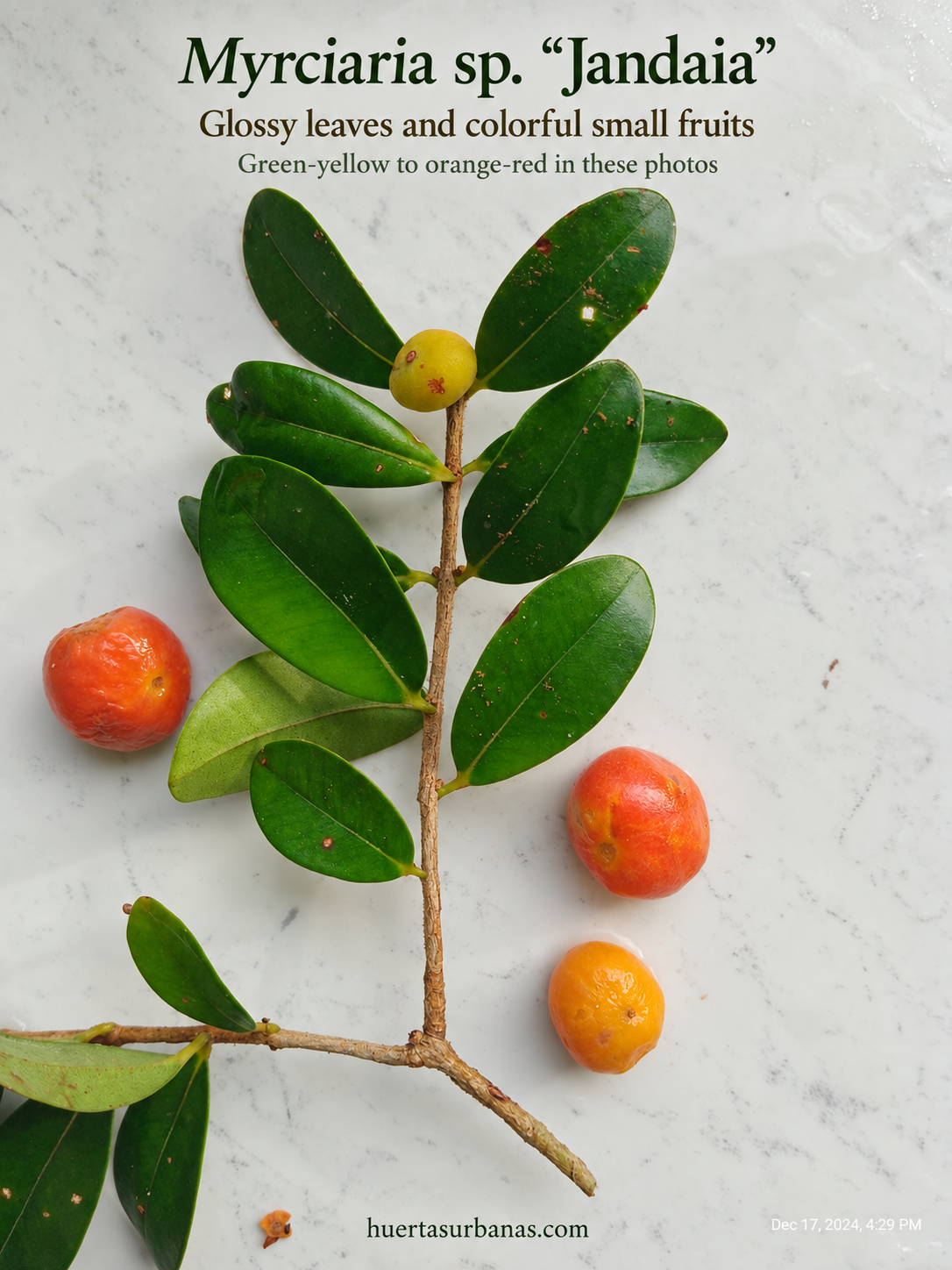 Collector photograph 2 of Myrciaria sp. “Jandaia”