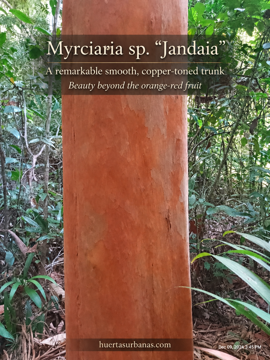 Collector photograph 3 of Myrciaria sp. “Jandaia”