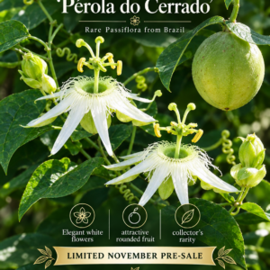 Passiflora ‘Pérola do Cerrado’ — Rare Brazilian Cerrado Passionfruit Selection (November Pre-Sale) 10 Seeds Pack