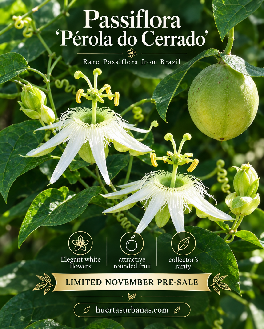 Passiflora ‘Pérola do Cerrado’ — Rare Brazilian Cerrado Passionfruit Selection (November Pre-Sale) 10 Seeds Pack
