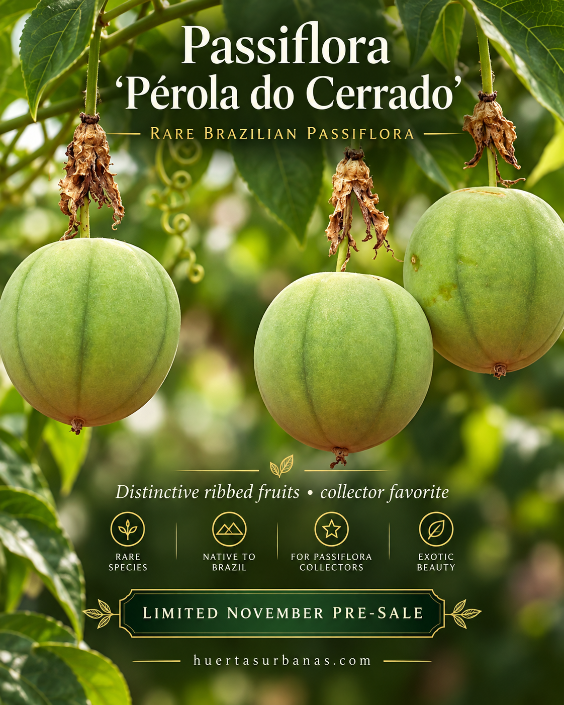Passiflora Pérola do Cerrado fruits