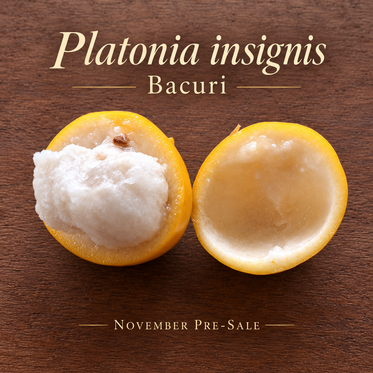 Bacuri sp. “Mato Grosso” — Cotton-Candy-Sweet Melting Pulp from Sinop (November Pre-Sale)