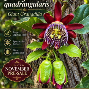 Passiflora quadrangularis — Giant Granadilla, Spectacular Flower & Huge Edible Fruit (November Pre-Sale) 10 Seeds Pack