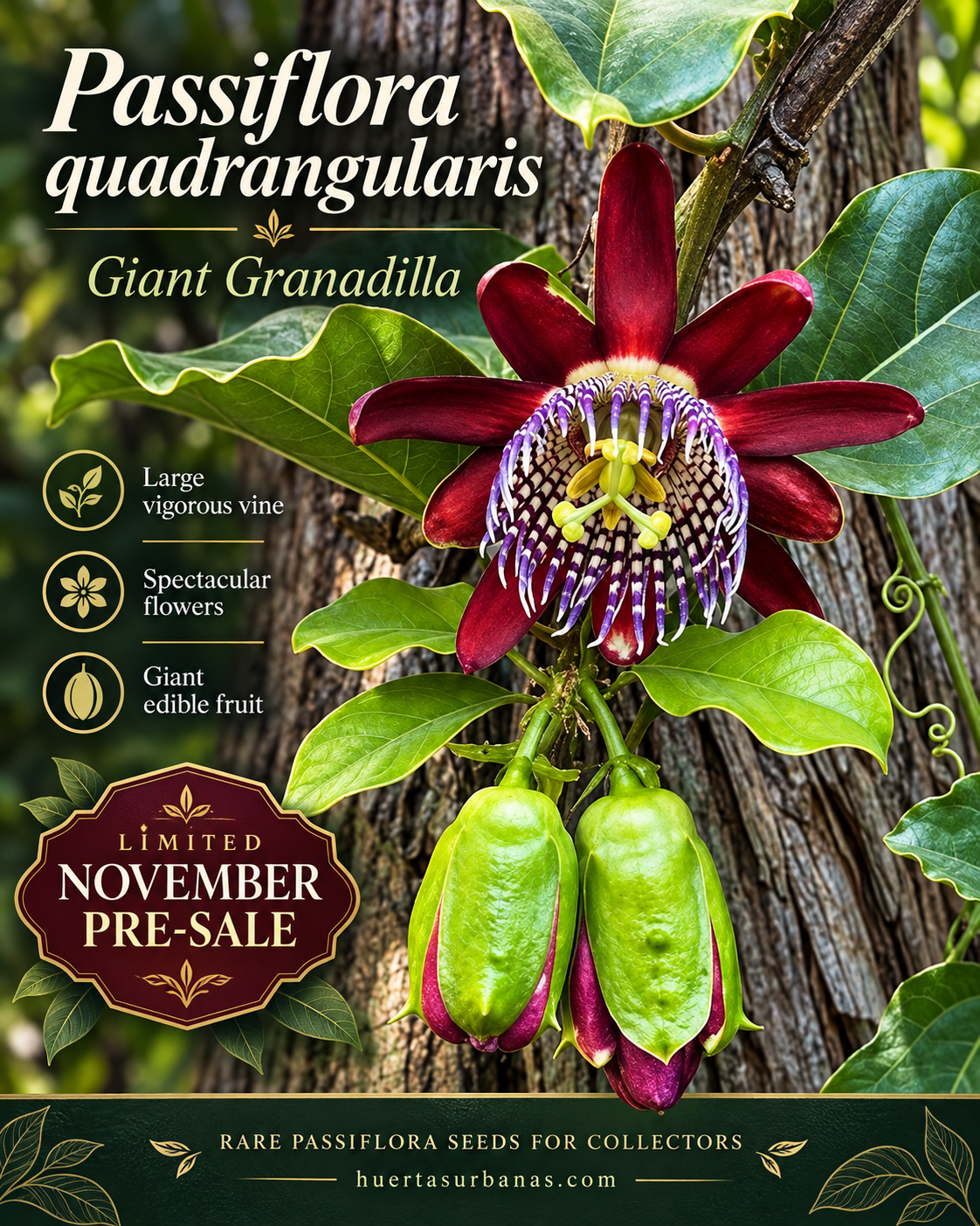 Passiflora quadrangularis — Giant Granadilla, Spectacular Flower & Huge Edible Fruit (November Pre-Sale) 10 Seeds Pack