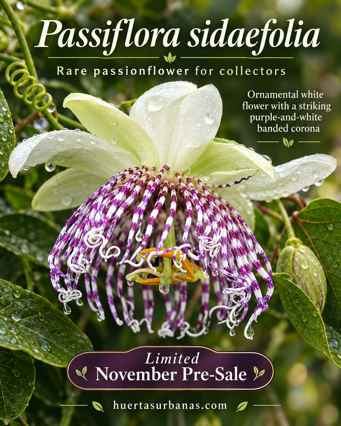 Passiflora sidifolia — Rare Southeastern Brazilian Passionflower (November Pre-Sale) 10 Seeds Pack