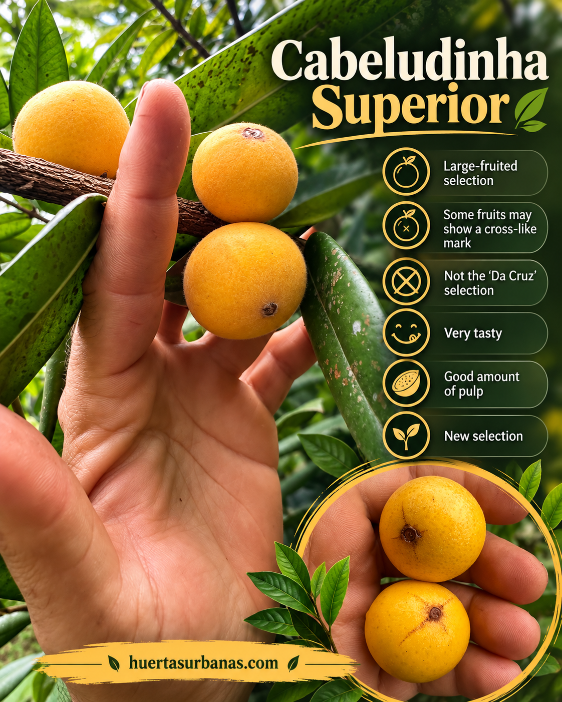 Cabeludinha Superior — large golden-yellow fruits on the source plant