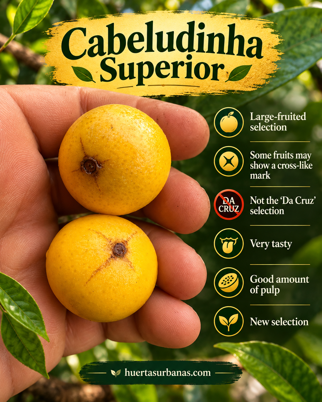 Cabeludinha Superior — large ripe fruits showing cross-like apical marks in some specimens