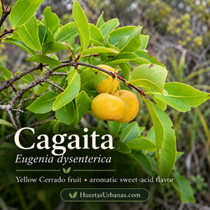 Eugenia dysenterica  — Cagaita, Aromatic Yellow Cerrado Fruit (November Pre-Sale) (C)