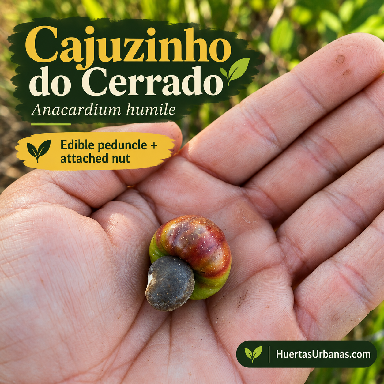 Anacardium humile — Cajuzinho do Cerrado, Dwarf Wild Brazilian Cashew (November Pre-Sale) (C)