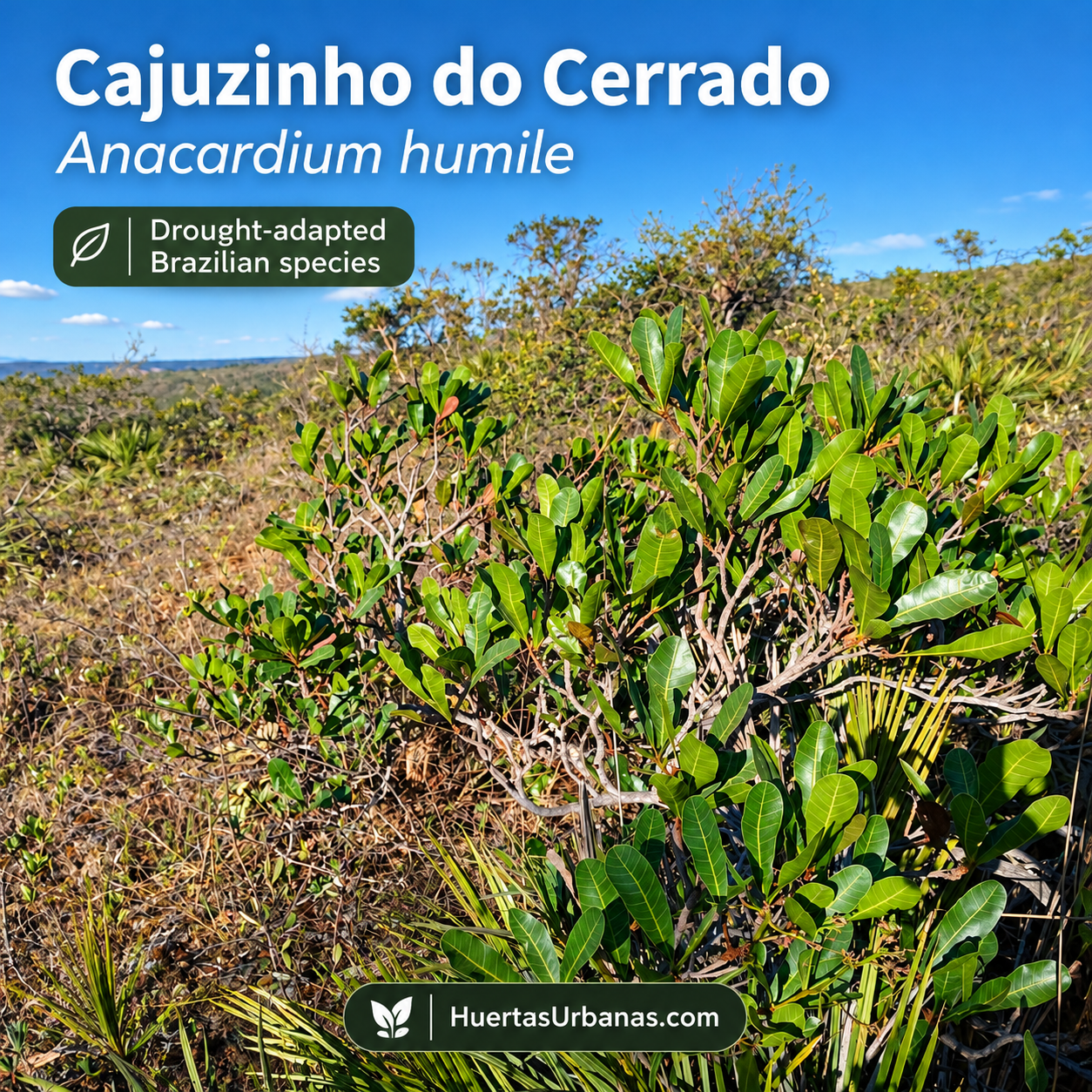 Anacardium humile — Cajuzinho do Cerrado, Dwarf Wild Brazilian Cashew (November Pre-Sale) (C) - Image 2