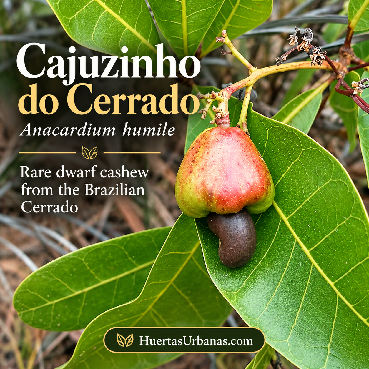 Anacardium humile — Cajuzinho do Cerrado, Dwarf Wild Brazilian Cashew (November Pre-Sale) (C) - Image 3