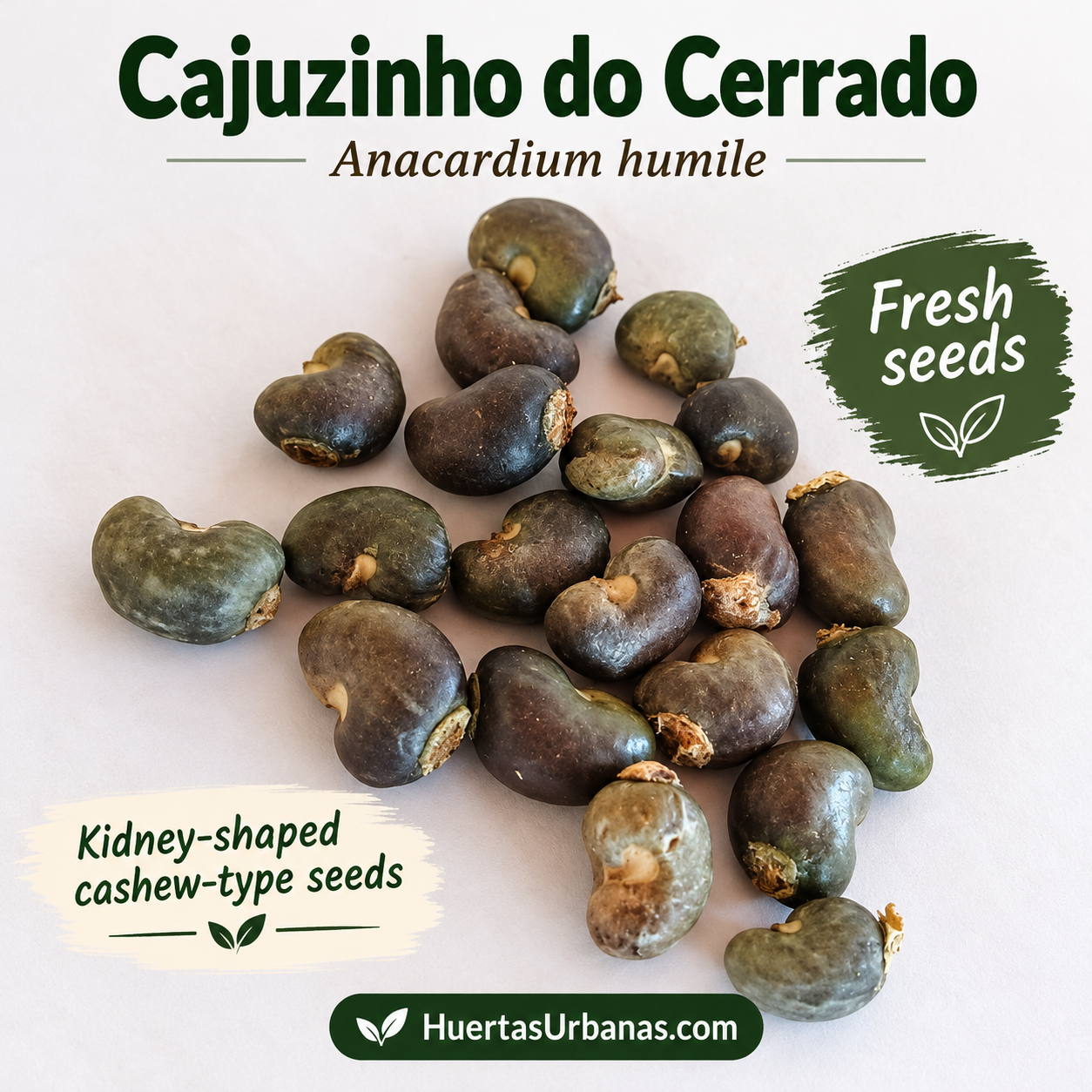 Anacardium humile — Cajuzinho do Cerrado, Dwarf Wild Brazilian Cashew (November Pre-Sale) (C) - Image 4