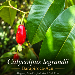 Calycolpus legrandii “Barapiroca-Açu” — Rare Red Alagoas Myrtaceae, Large-Fruited Form (November Pre-Sale)