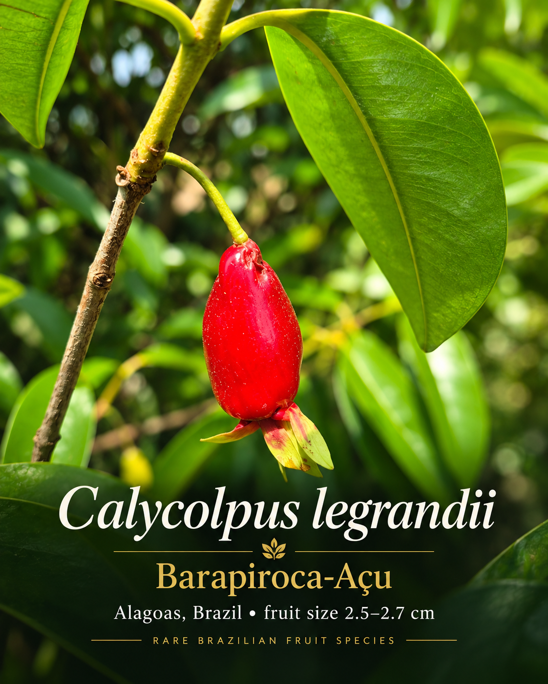 Calycolpus legrandii Barapiroca-Açu — large red fruit and foliage