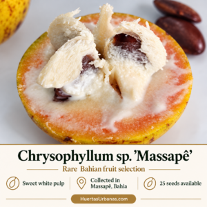 Chrysophyllum sp. “Massapê” — Exceptionally Sweet White-Pulp Bahia Fruit (November Pre-Sale)