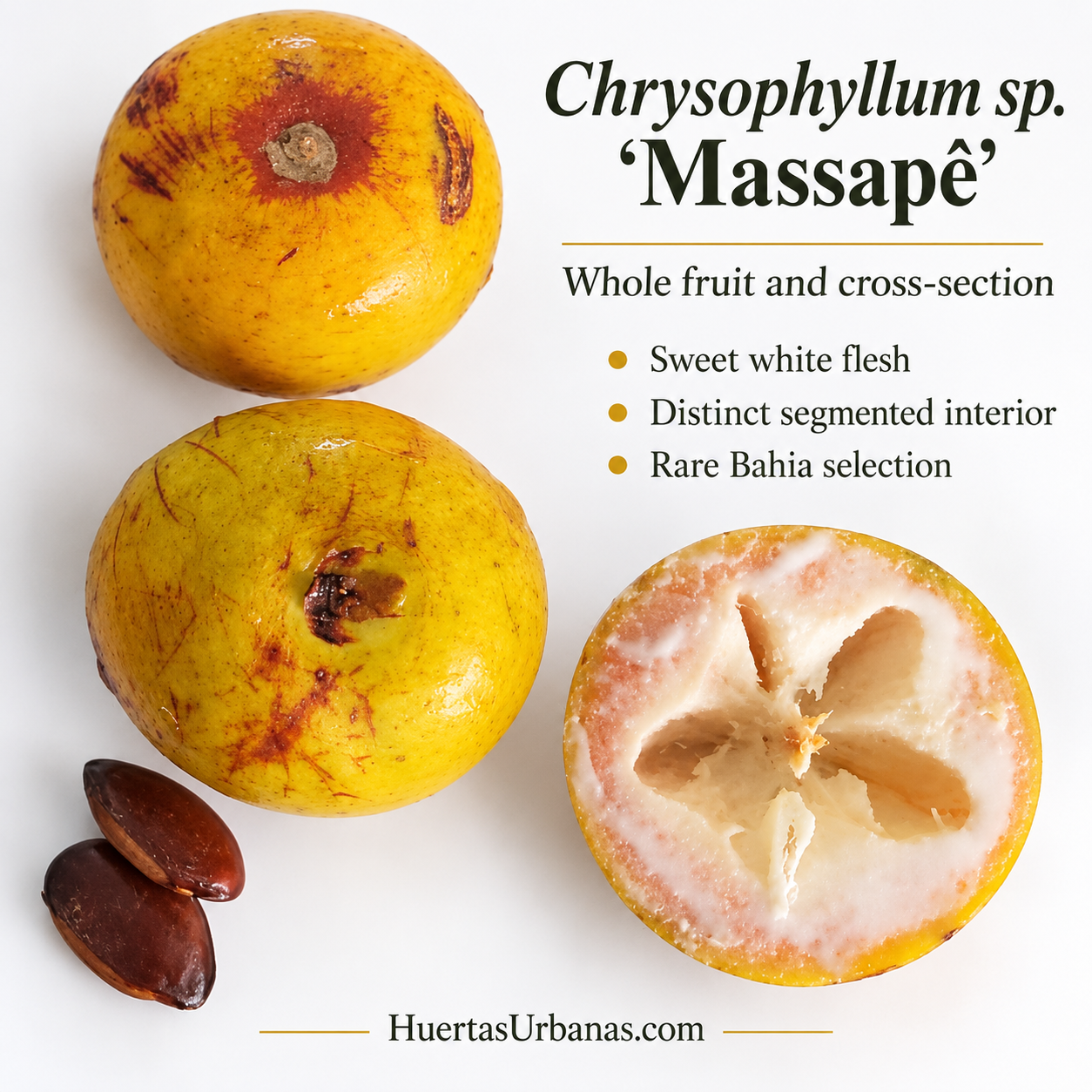 Chrysophyllum sp. “Massapê” — Exceptionally Sweet White-Pulp Bahia Fruit additional original photo
