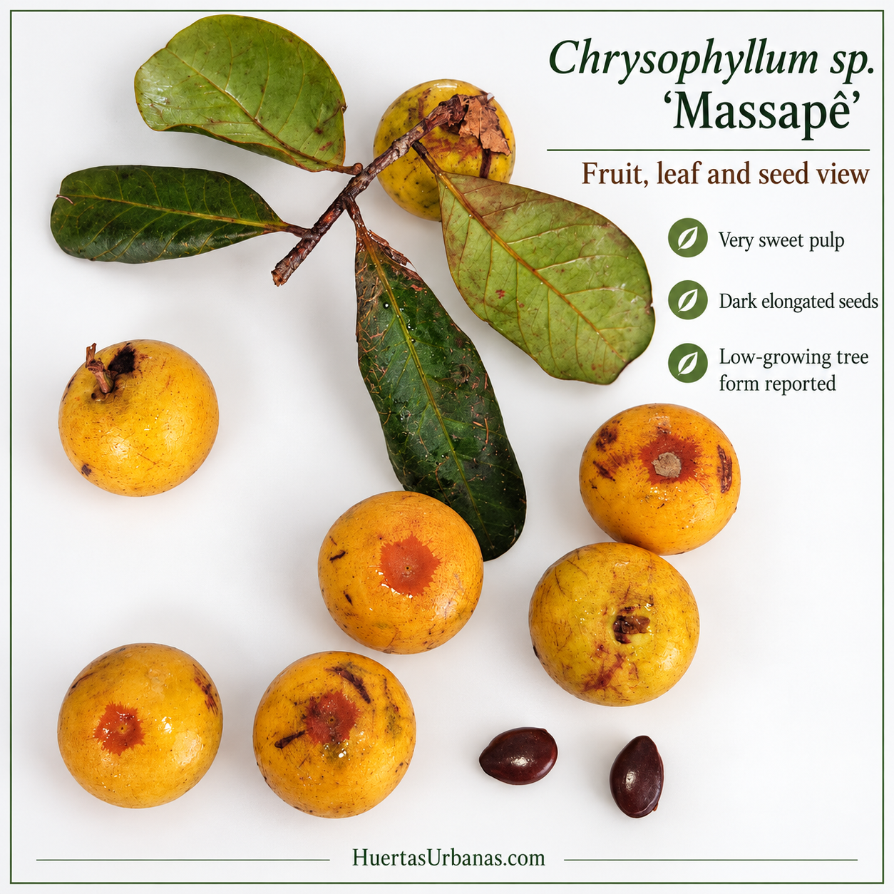 Chrysophyllum sp. “Massapê” — Exceptionally Sweet White-Pulp Bahia Fruit (November Pre-Sale) - Image 3