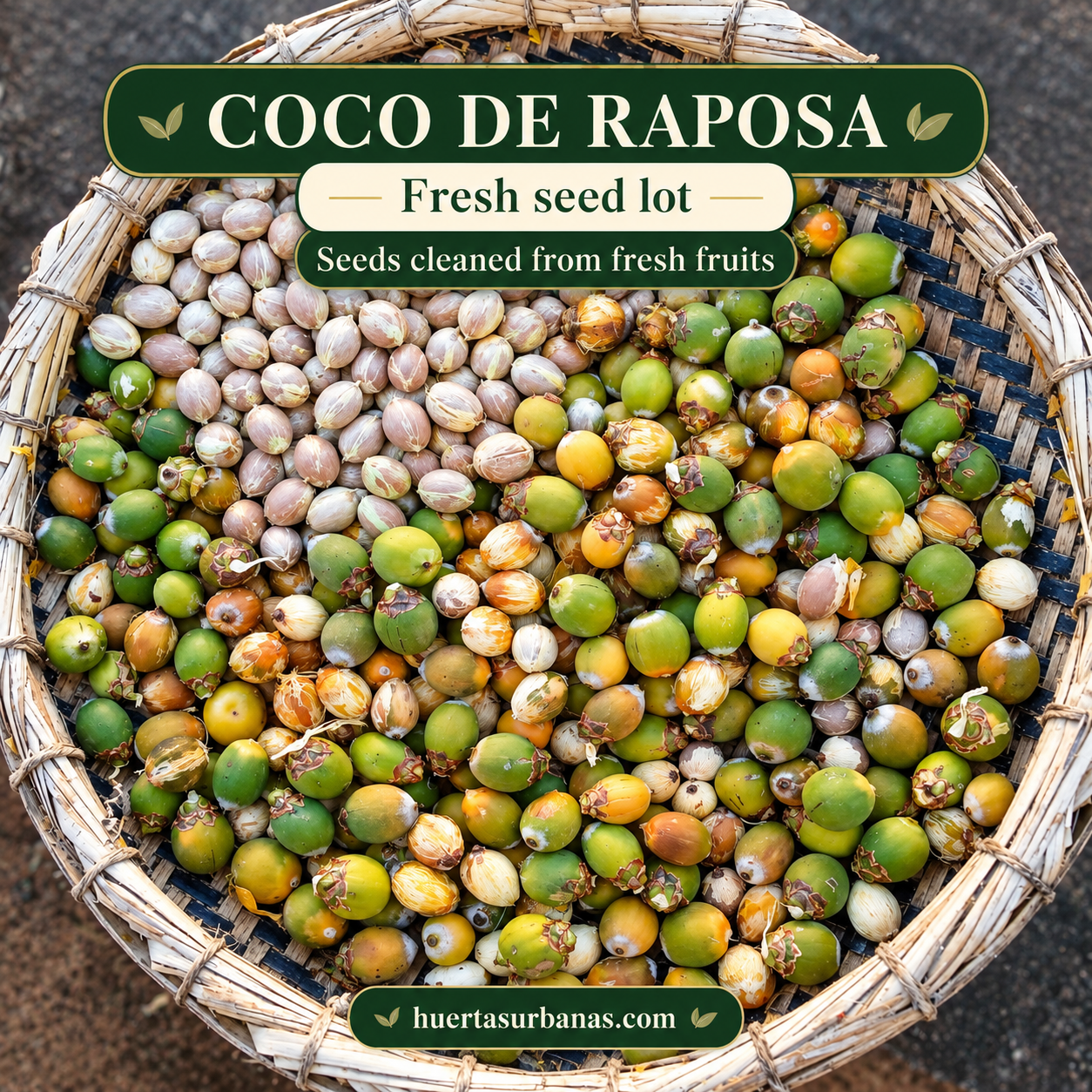 Syagrus werdermannii — Coco-de-Raposa, Rare Dwarf Bahia Palm (November Pre-Sale) (C) - Image 2