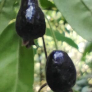 Eugenia acutata “Negra” — Rare Black Pear-Shaped Form (November Pre-Sale)